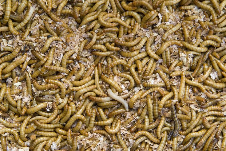 How to Raise Mealworms