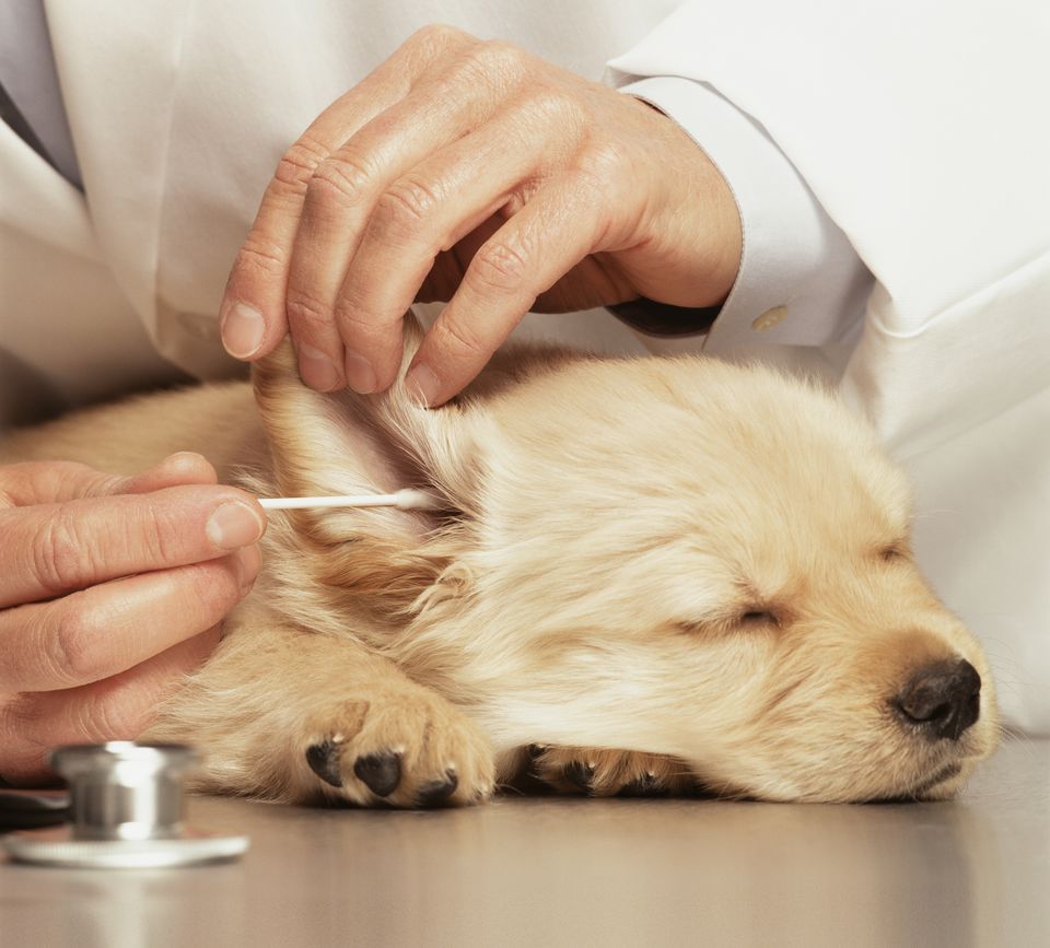 Puppy Ear Grooming How to Clean and Pluck Dog Ears