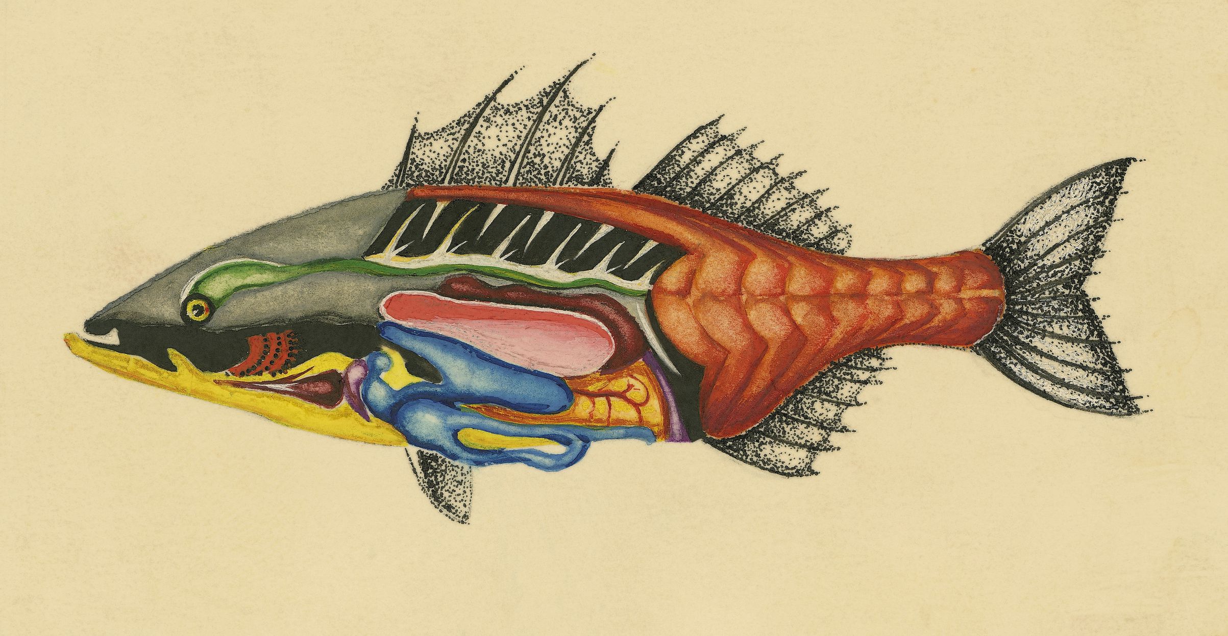 The Complete Anatomy of a Fish