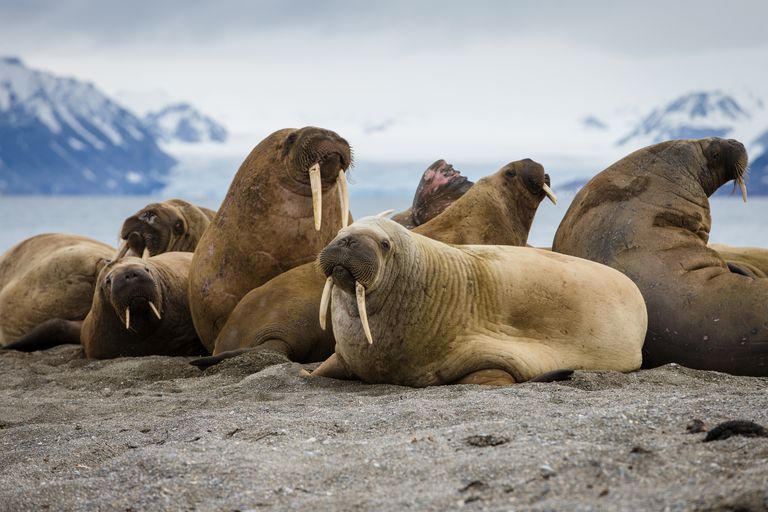 Top 10 Facts About Walruses