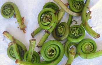 How To Grow Fiddlehead Ferns