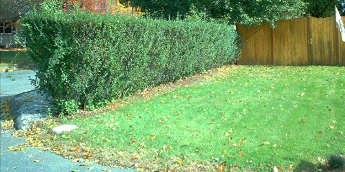 Fence Pictures Showing Different Materials and Styles