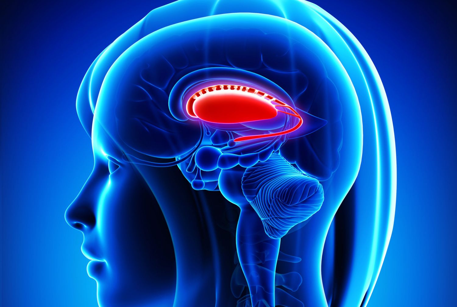 limbic of system parts Basal Ganglia Location Function and