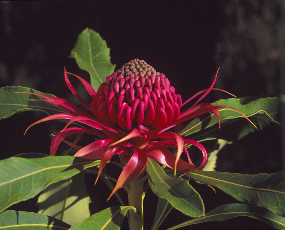 National And State Flowers Of Australia