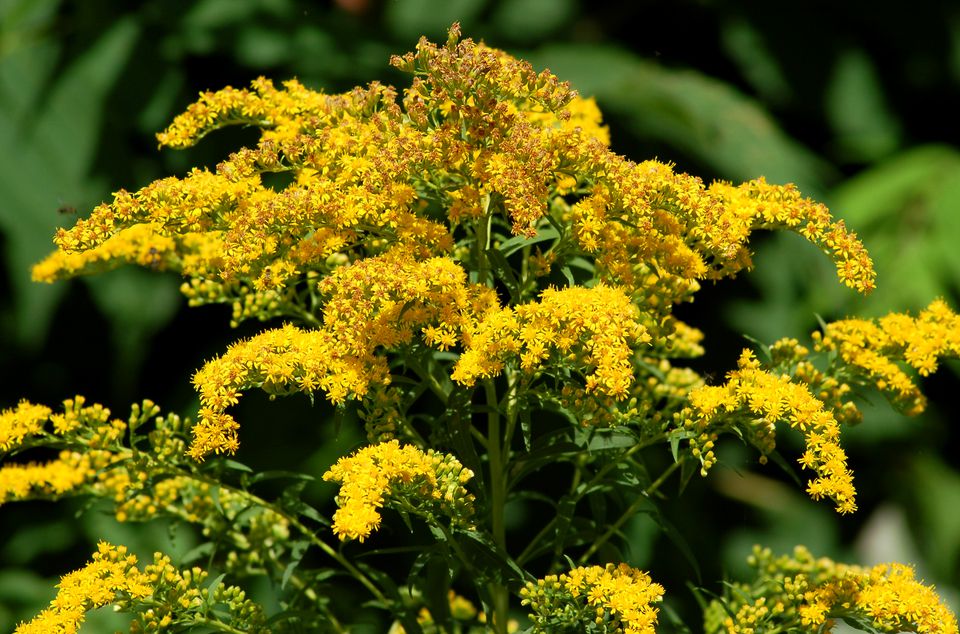 Goldenrod Weeds: Invasive, but Not Cause of Allergies