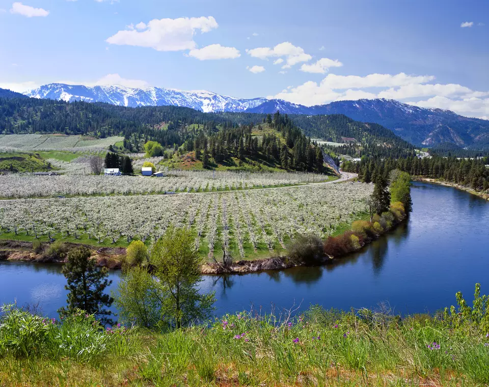 Apple orchard in spring bloom along Washington's Wenatchee River