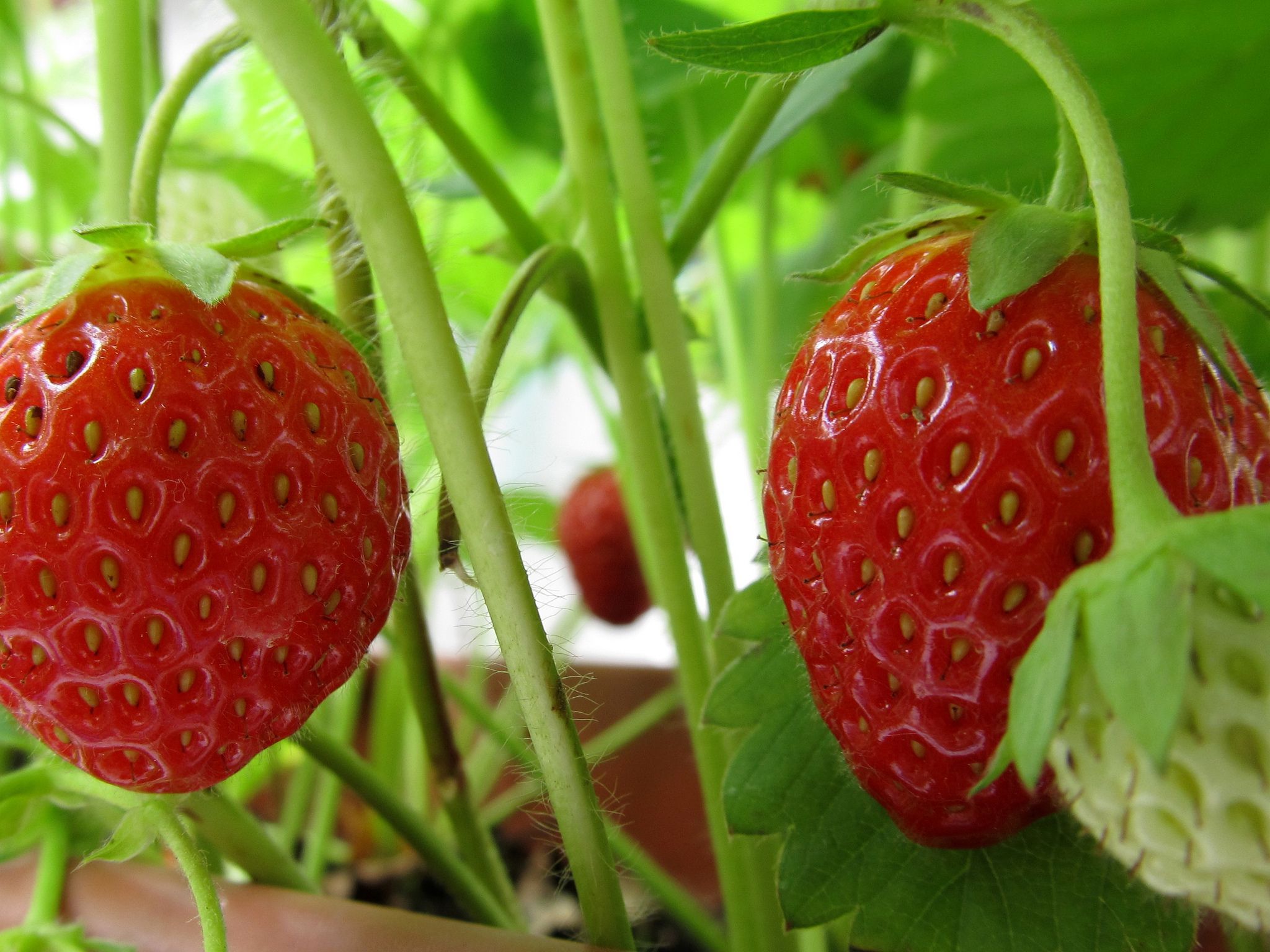 Planting strawberry seeds Idea