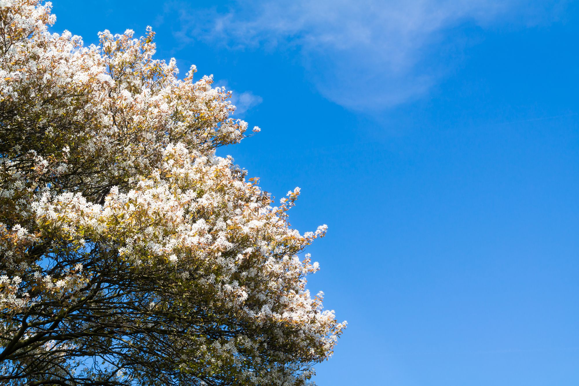 Download Meet 9 Species of Serviceberry Trees and Shrubs