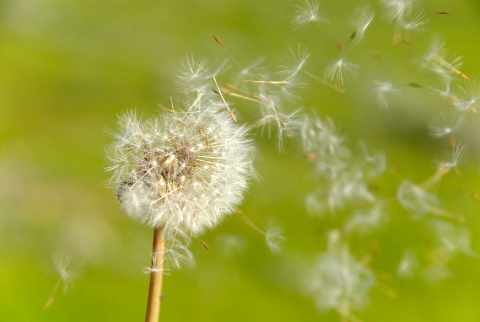 Dandelion что это