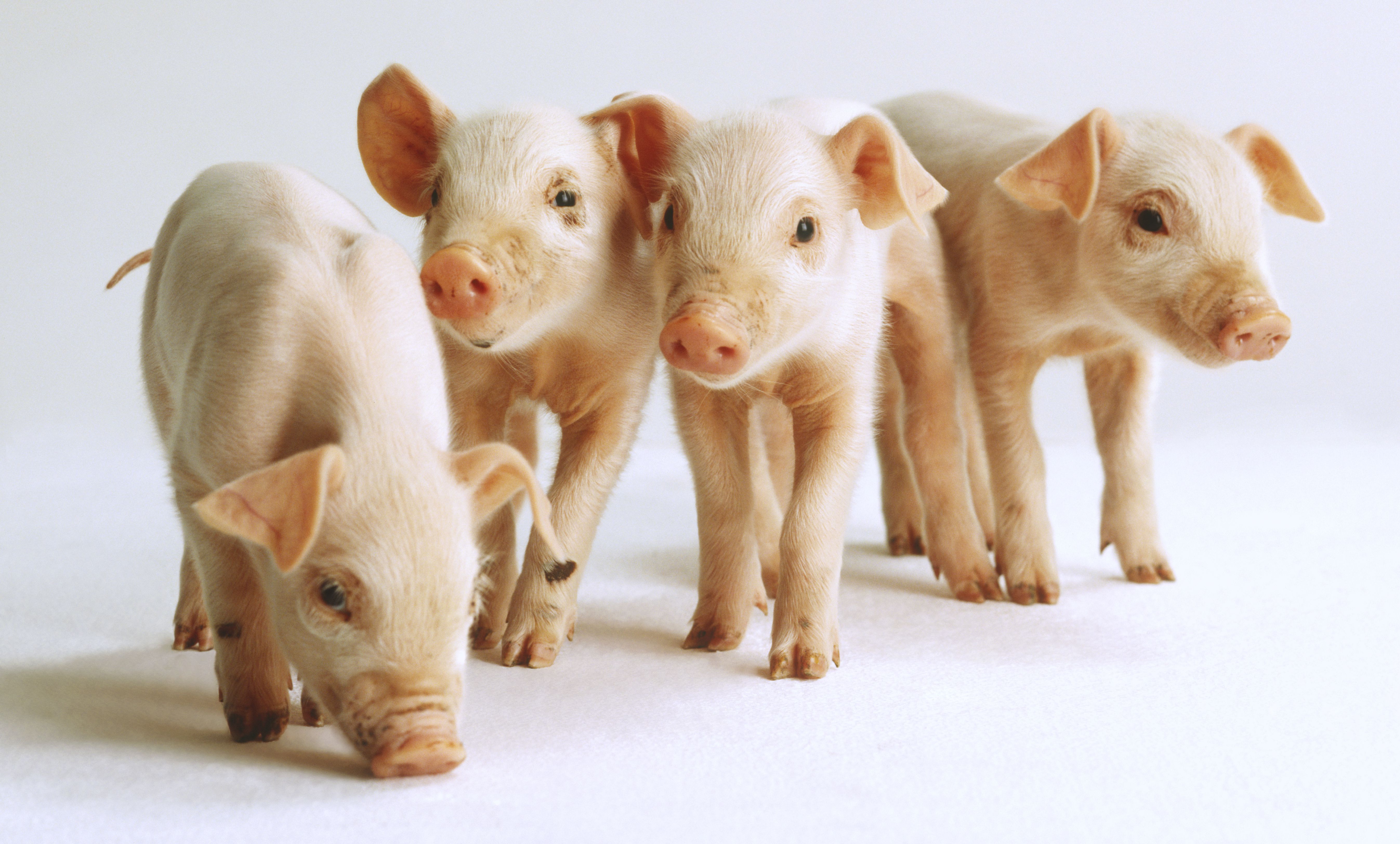 Learn About Lean Hogs Futures and Commodities