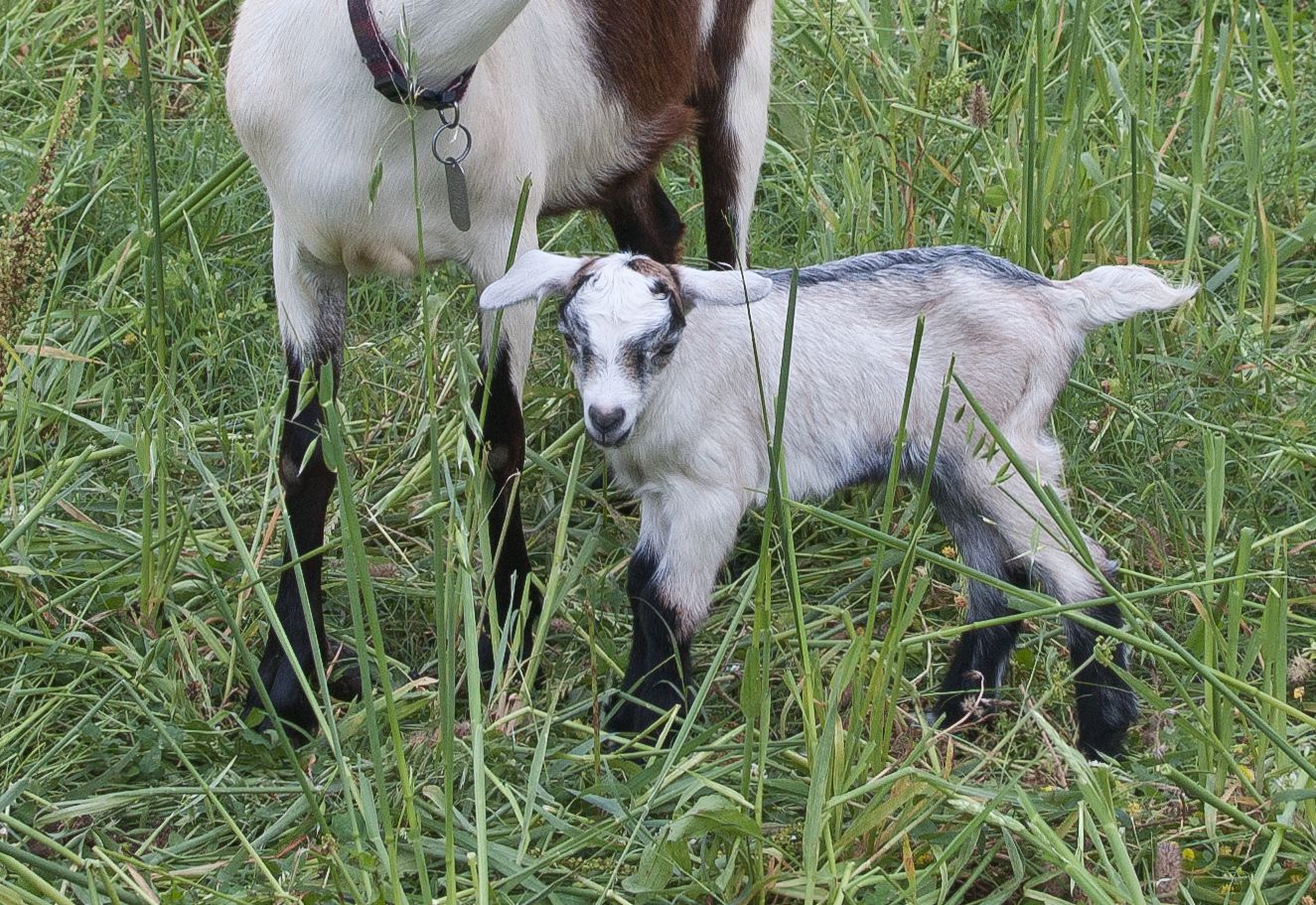 How to Raise and Care for Baby Goat Kids