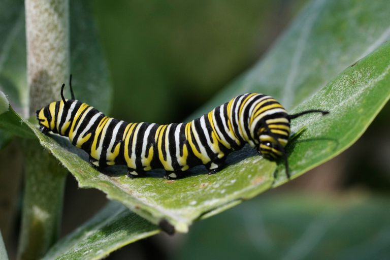 Fascinating Facts About Caterpillars