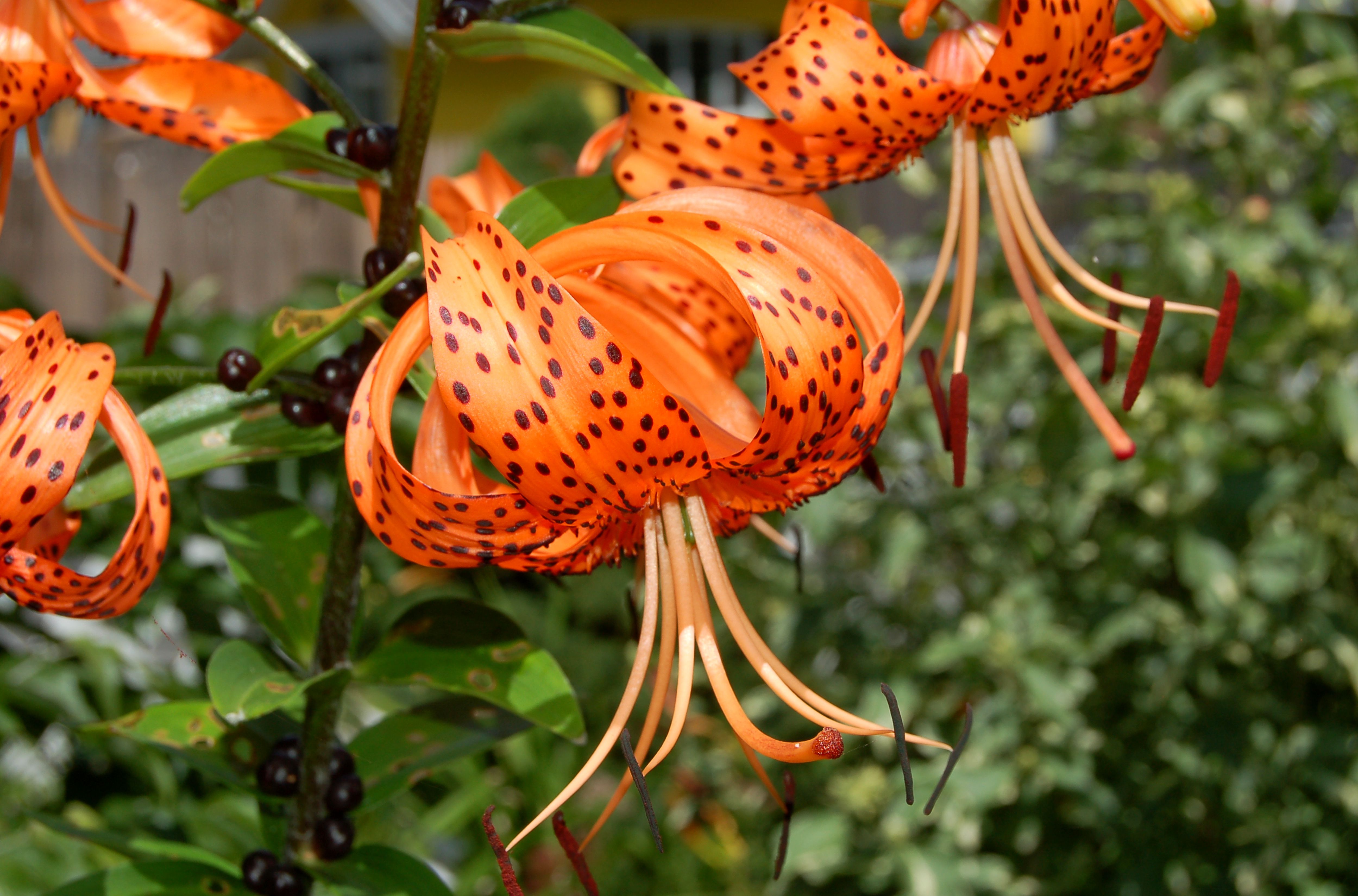 Tiger lily plant Idea