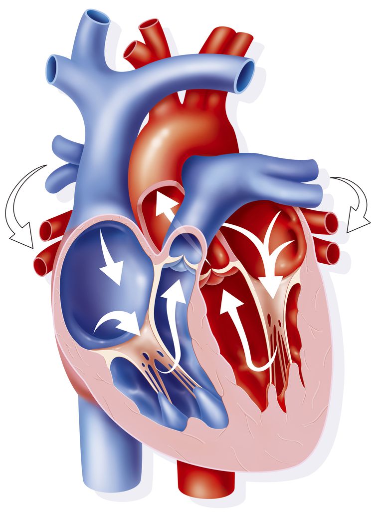 Valvulas cardiacas, mitral, tricúspide, pulmonar y aórtica