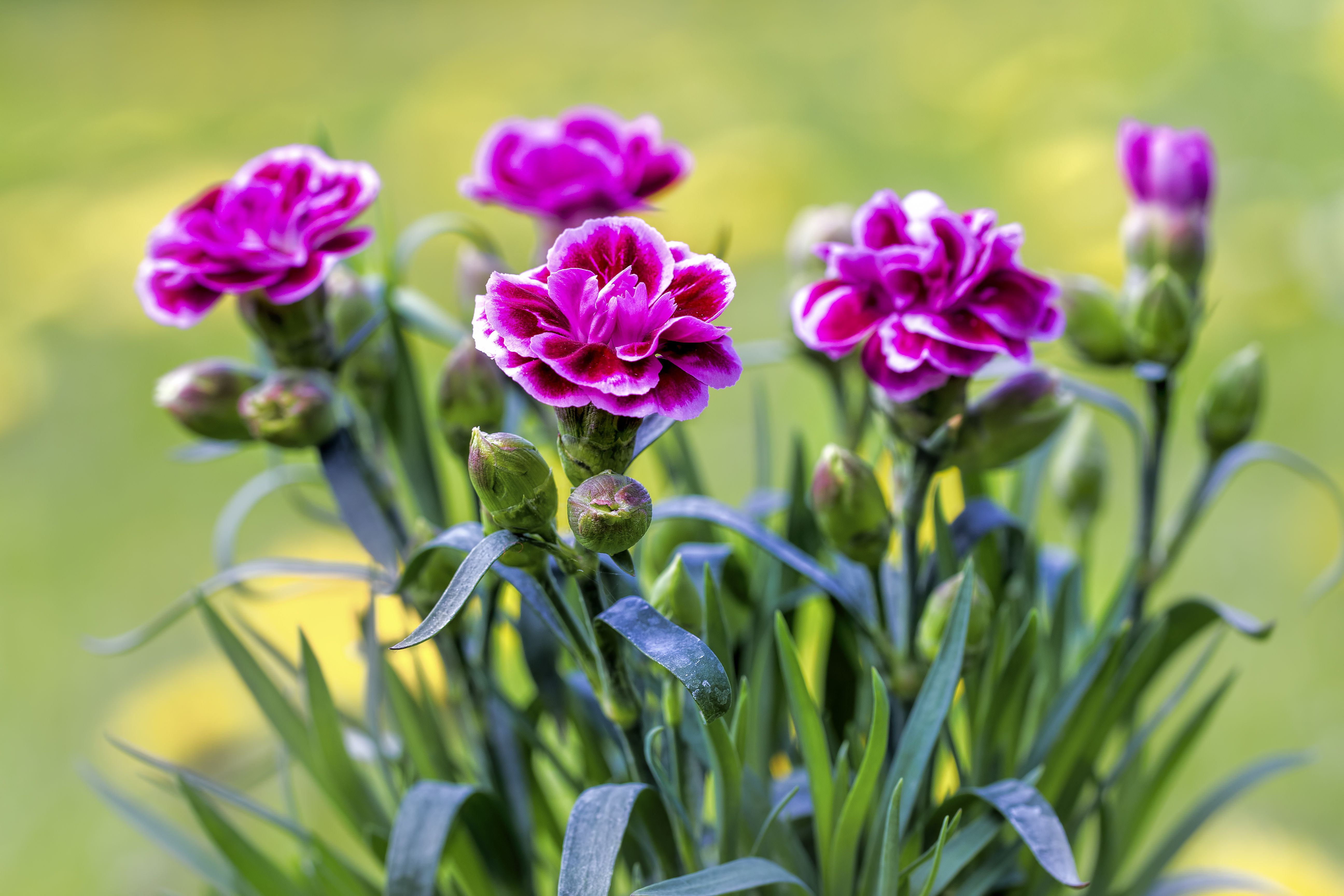 Growing and Caring for Miniature Potted Carnations