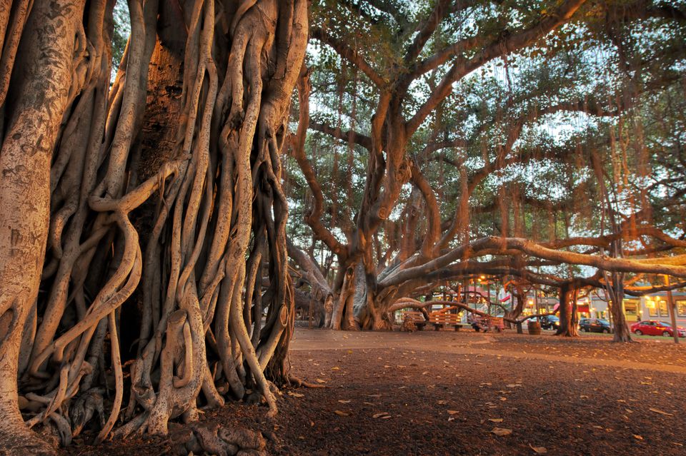 Photos of Historic Lahaina on Maui, Hawaii