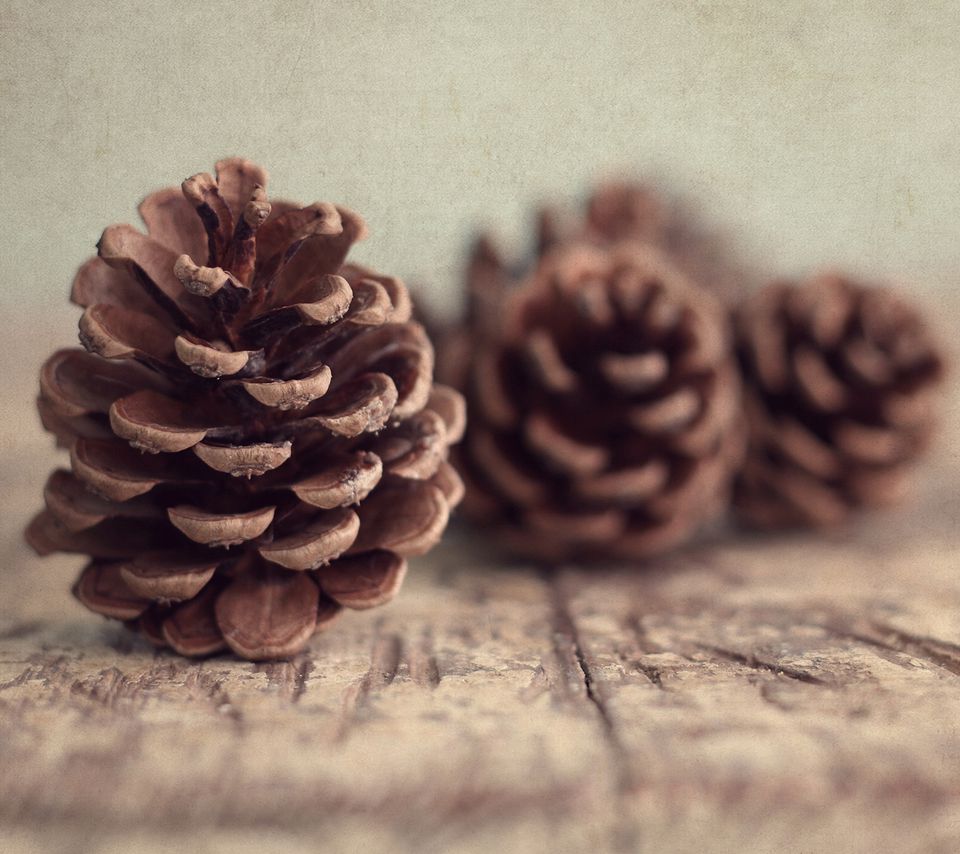 How to Make Colorful Pine Cone Fire Starters