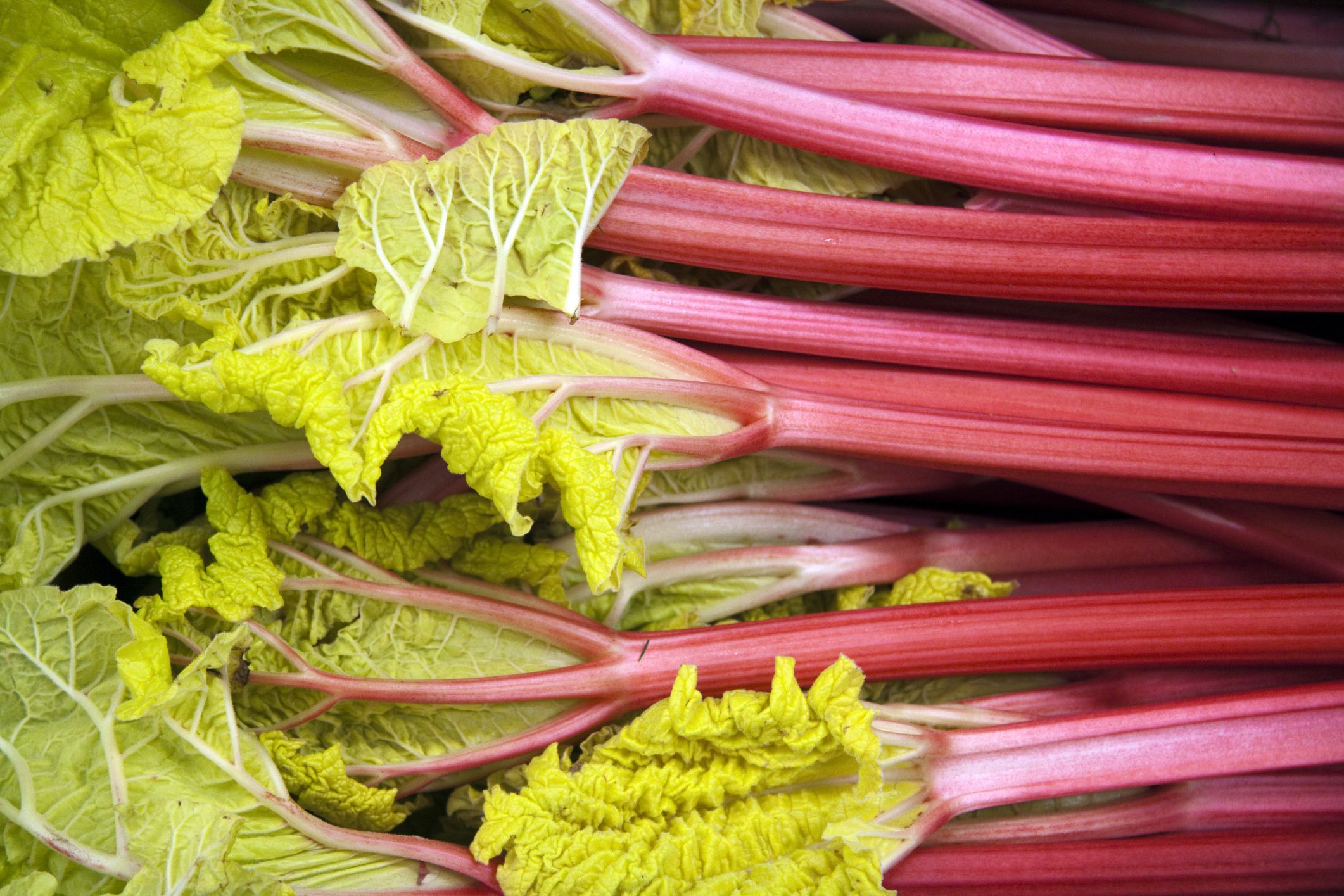 Guide to Buying, Storing, and Using Rhubarb