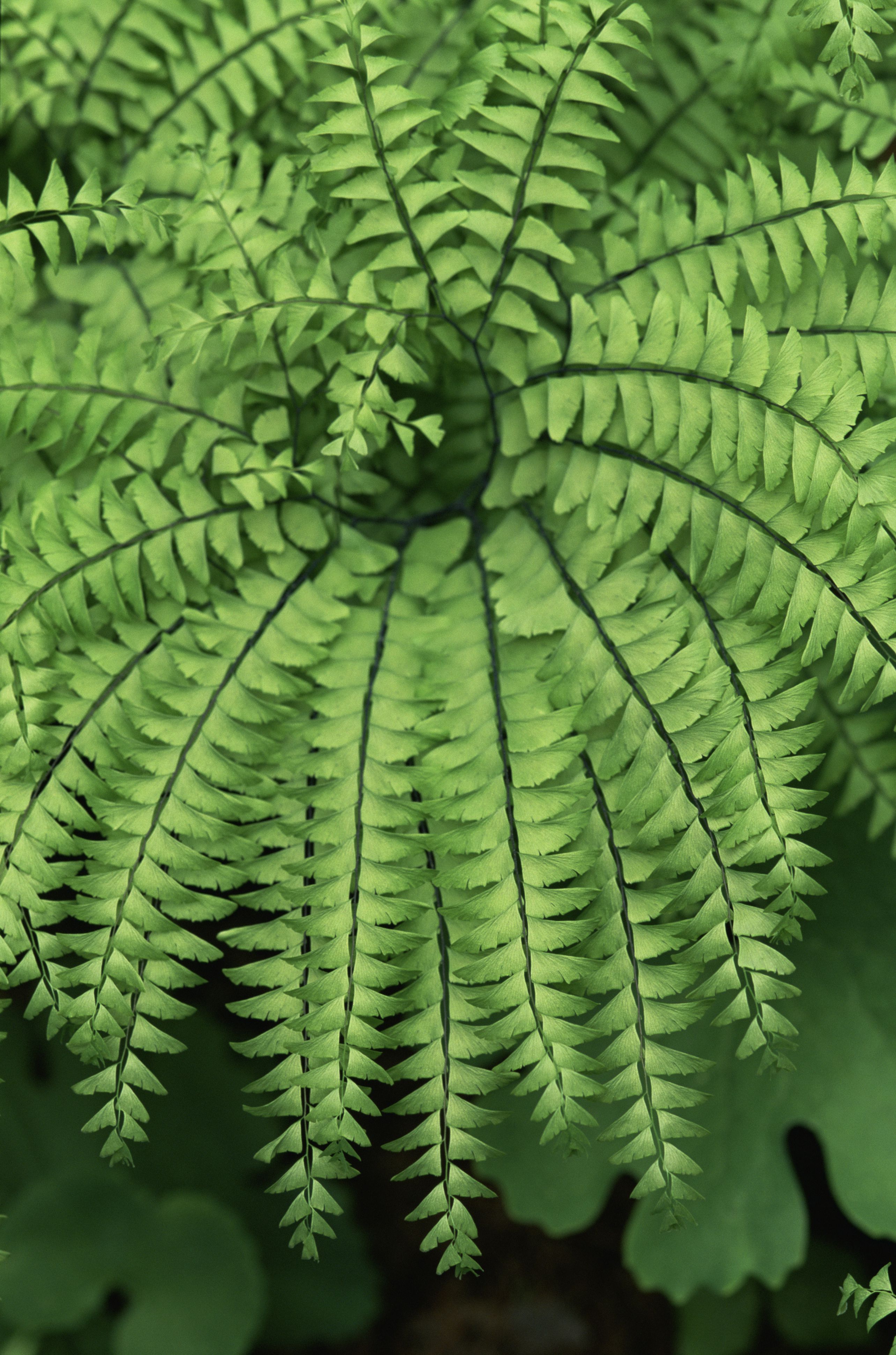 Tips for Growing Maidenhair (Adiantum) Ferns