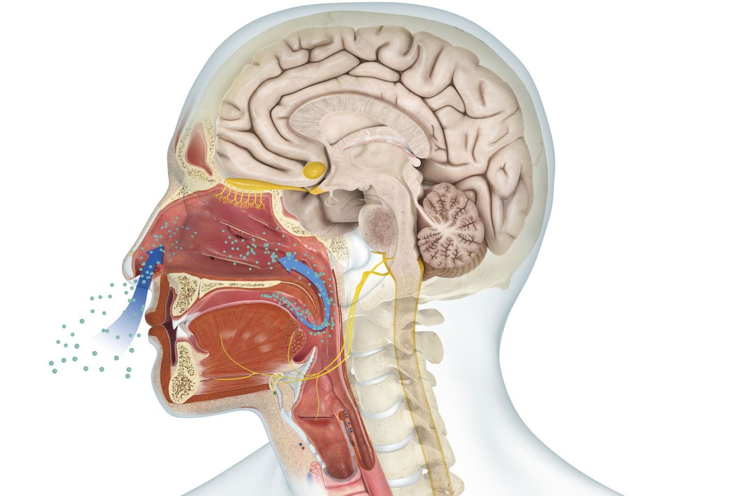 Olfactory System Sense Of Smell