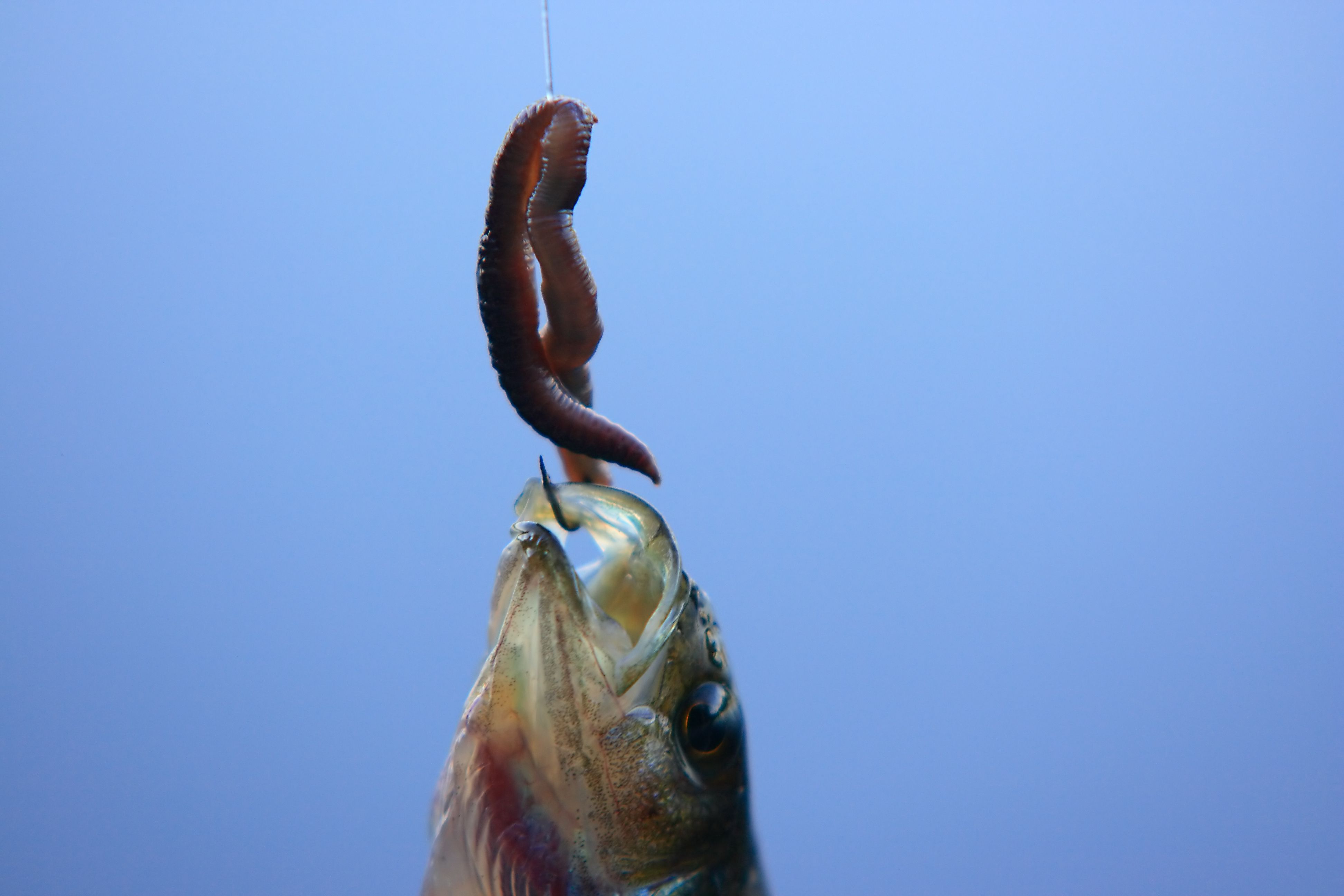 Hooks for Bass Fishing With Plastic Worms