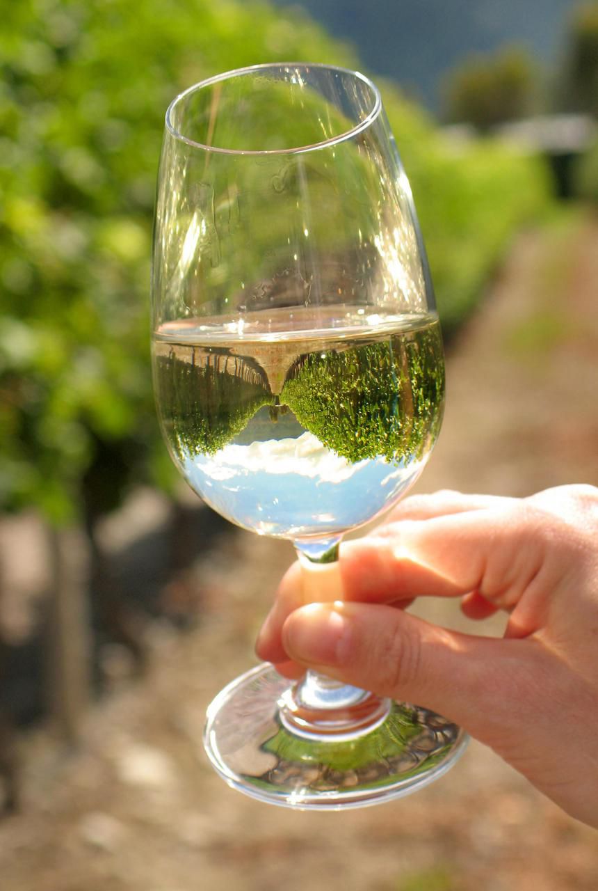 aromatic-sauvignon-blanc-white-wine-grape