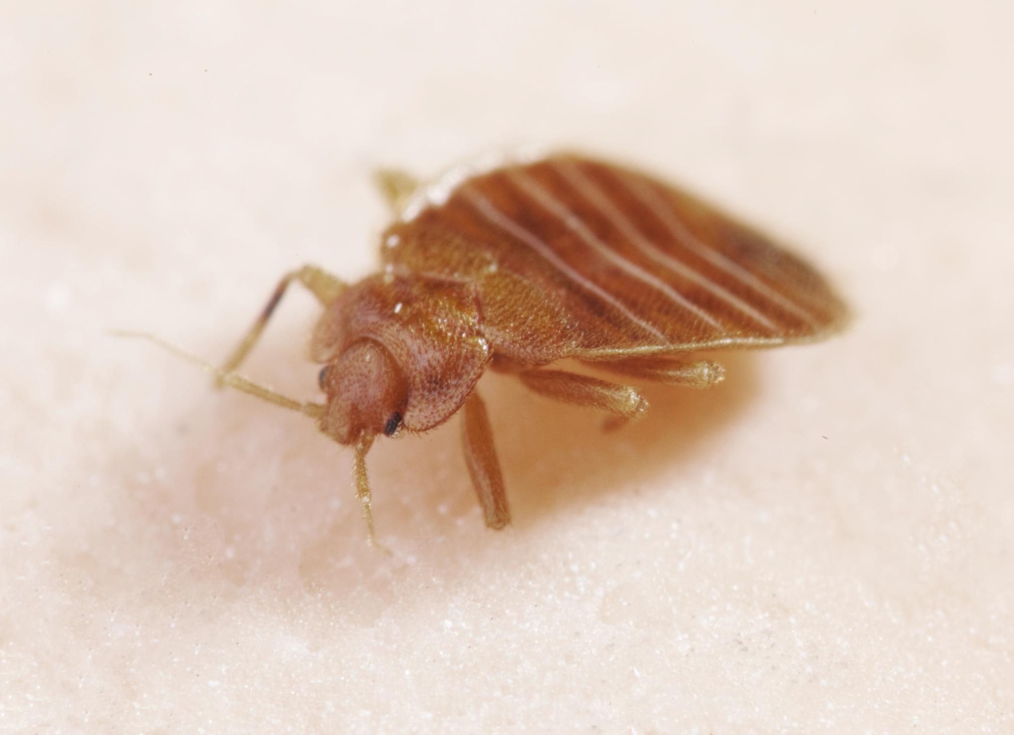 How to Avoid Bed Bugs When You Travel