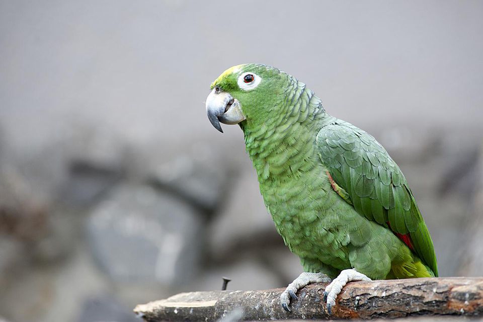 Yellow-crowned Parakeet