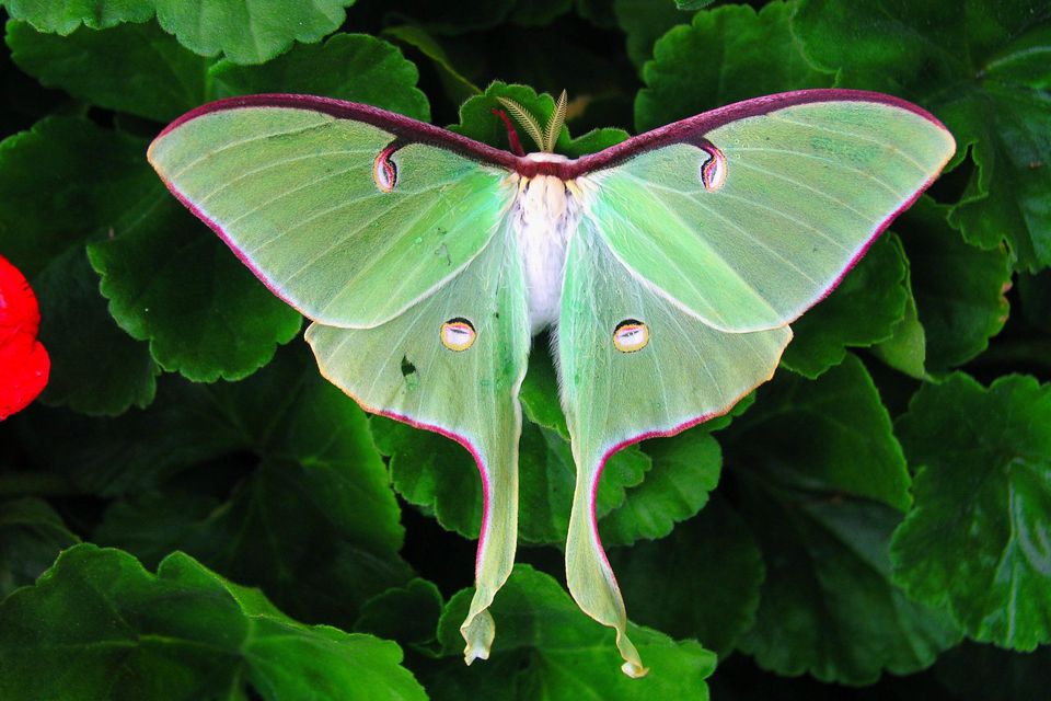 How to Identify the Beautiful, Endangered Luna Moth