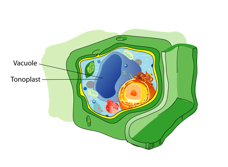 An Introduction to Vacuole Organelles