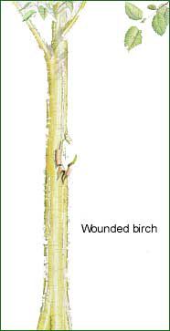 Wounds of Branchs, Trunks, Roots