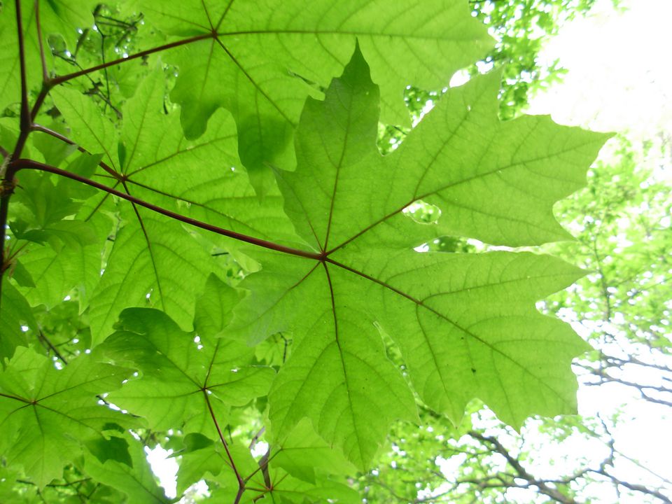 big leaf maple uses