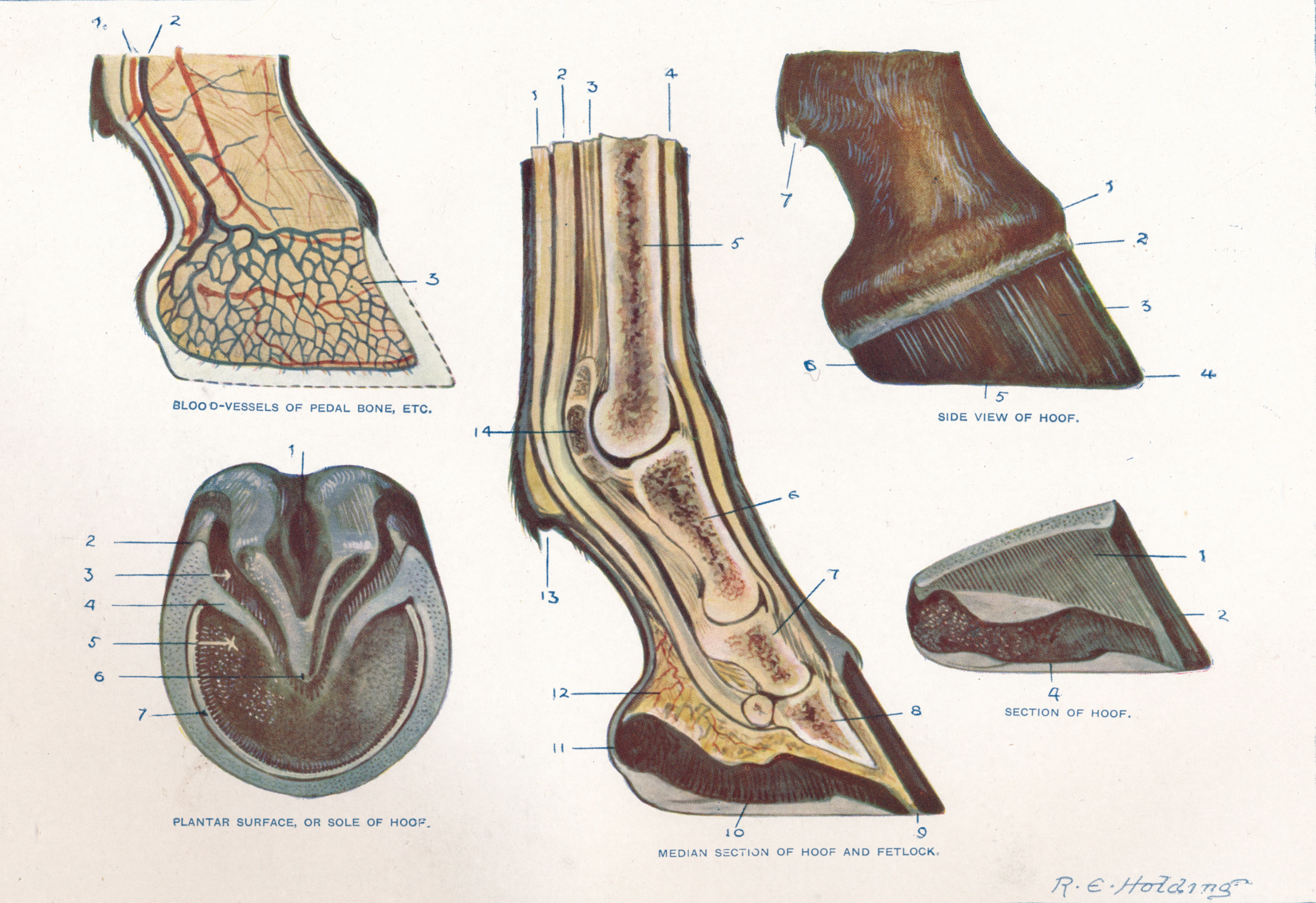 Learn About Laminitis or Founder