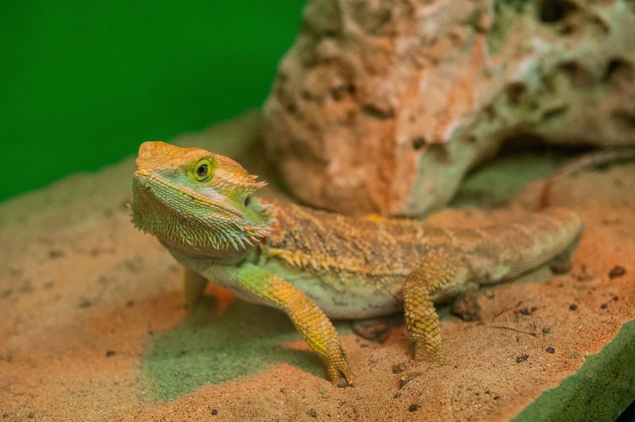 Bearded Dragon Pet Bearded Dragons Pet Lizards