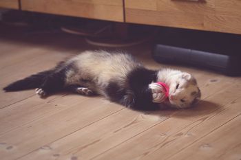 Reason Why Ferrets Make Good Pets