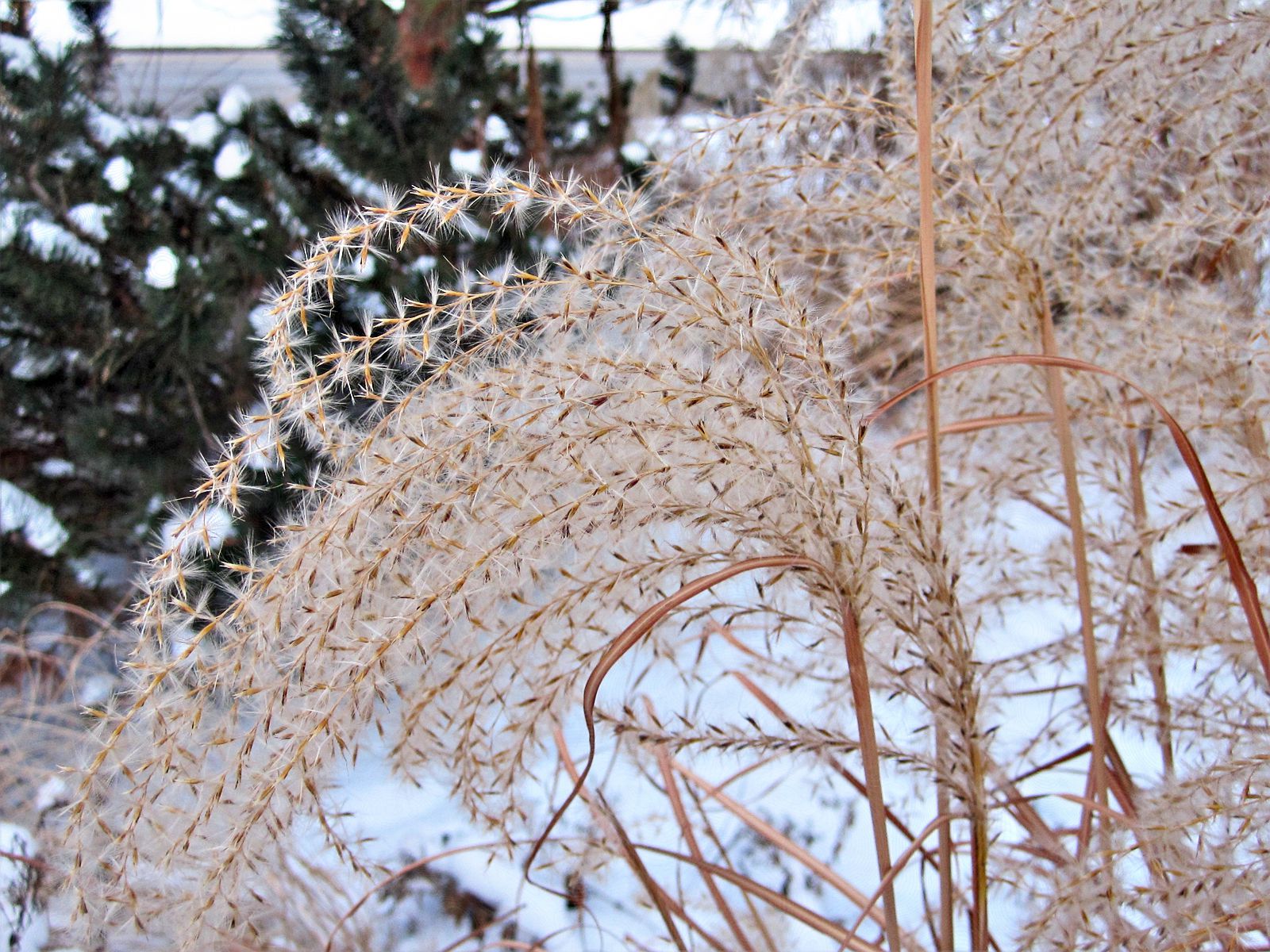 how-to-cut-back-ornamental-grasses