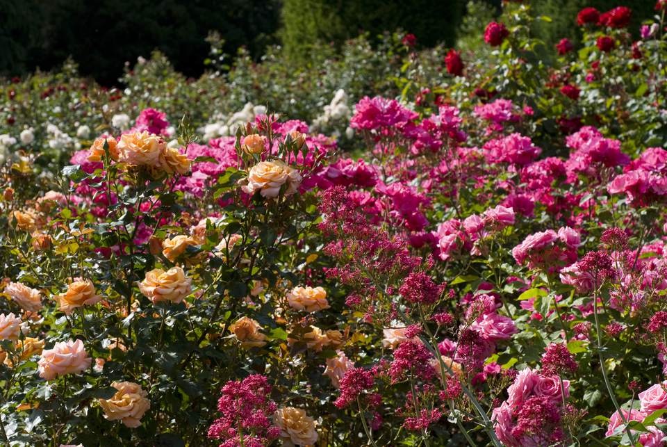 15 Floribunda Roses For The Flower Garden