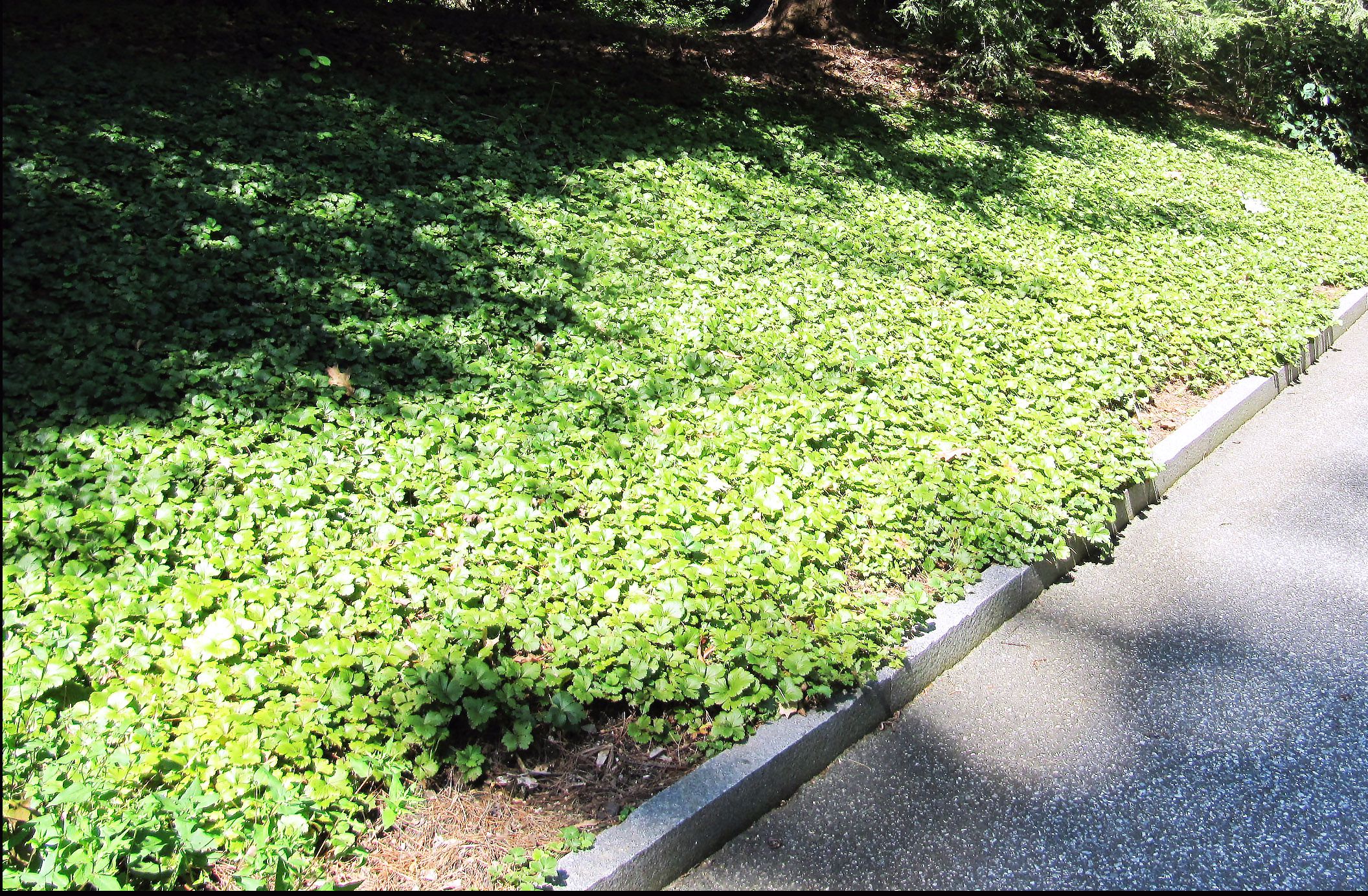 Barren Strawberry For Covering Ground In Shade