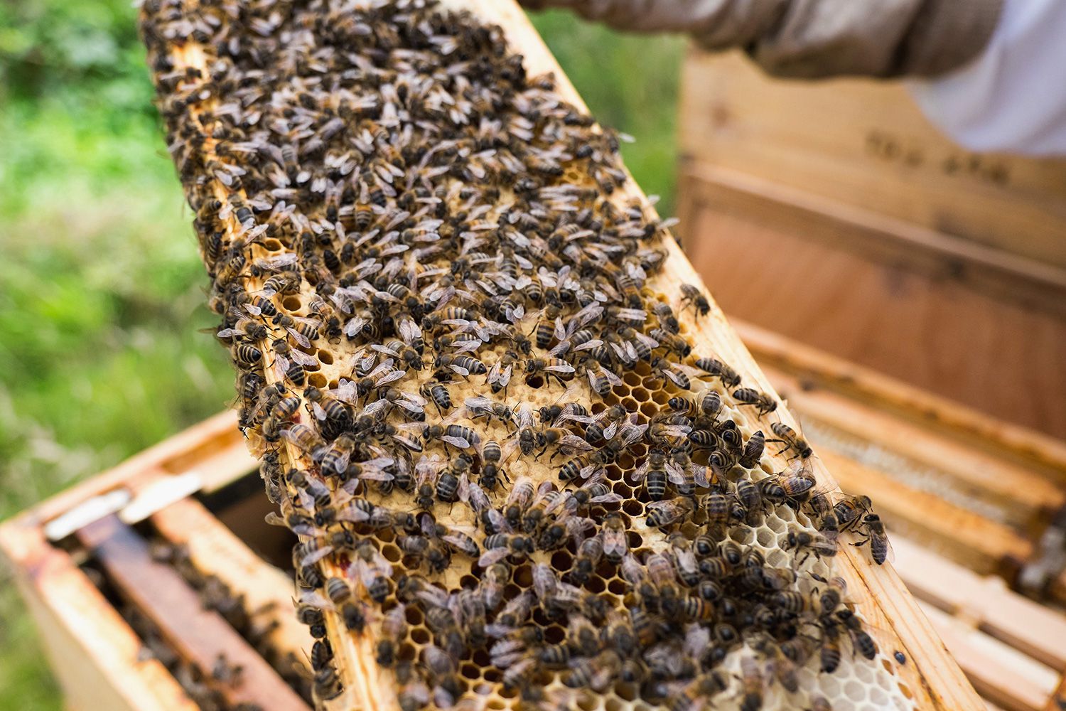 Beekeeping supplies indiana 