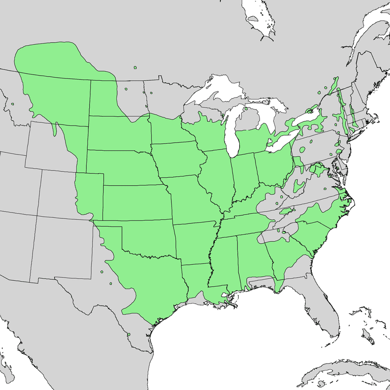 Eastern Cottonwood, a Common Tree in North America