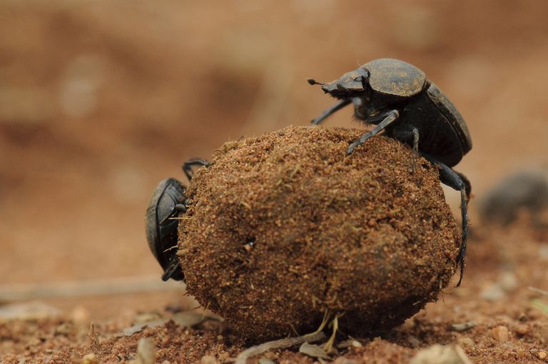 10-fascinating-facts-about-dung-beetles