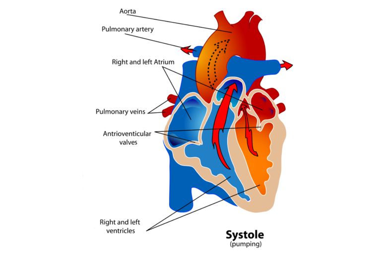 Phases of the Cardiac Cycle - When the Heart Beats