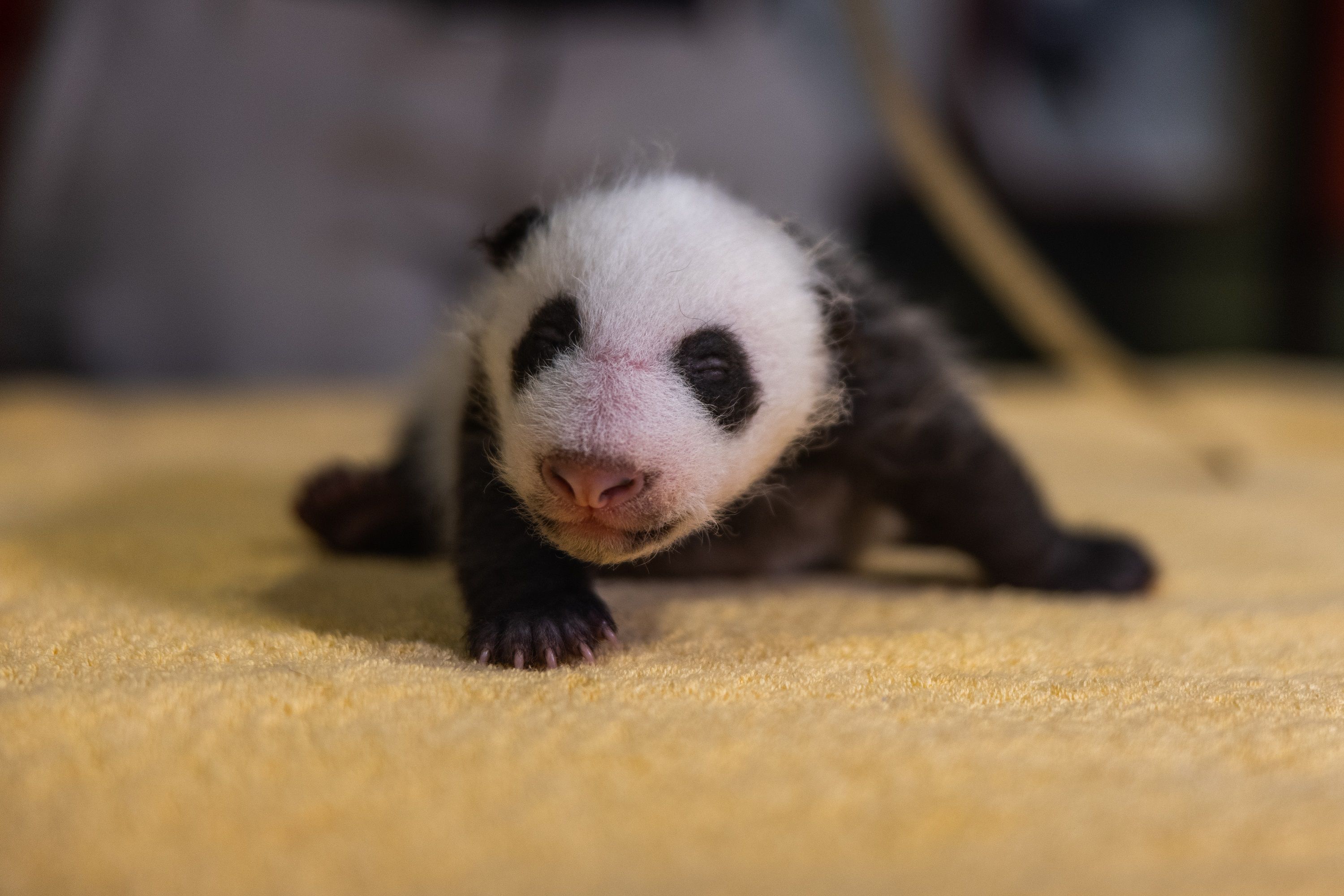 National Zoo Reveals Panda Cub is a Boy