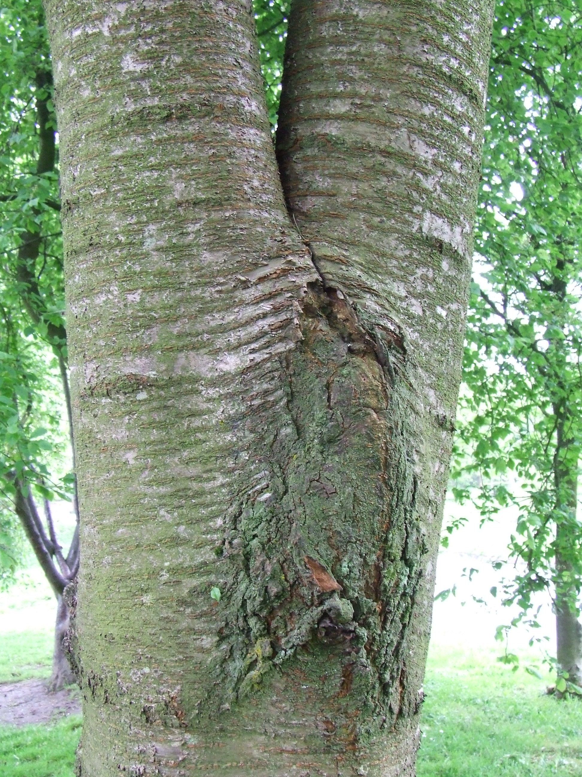Problems With Included Tree Bark