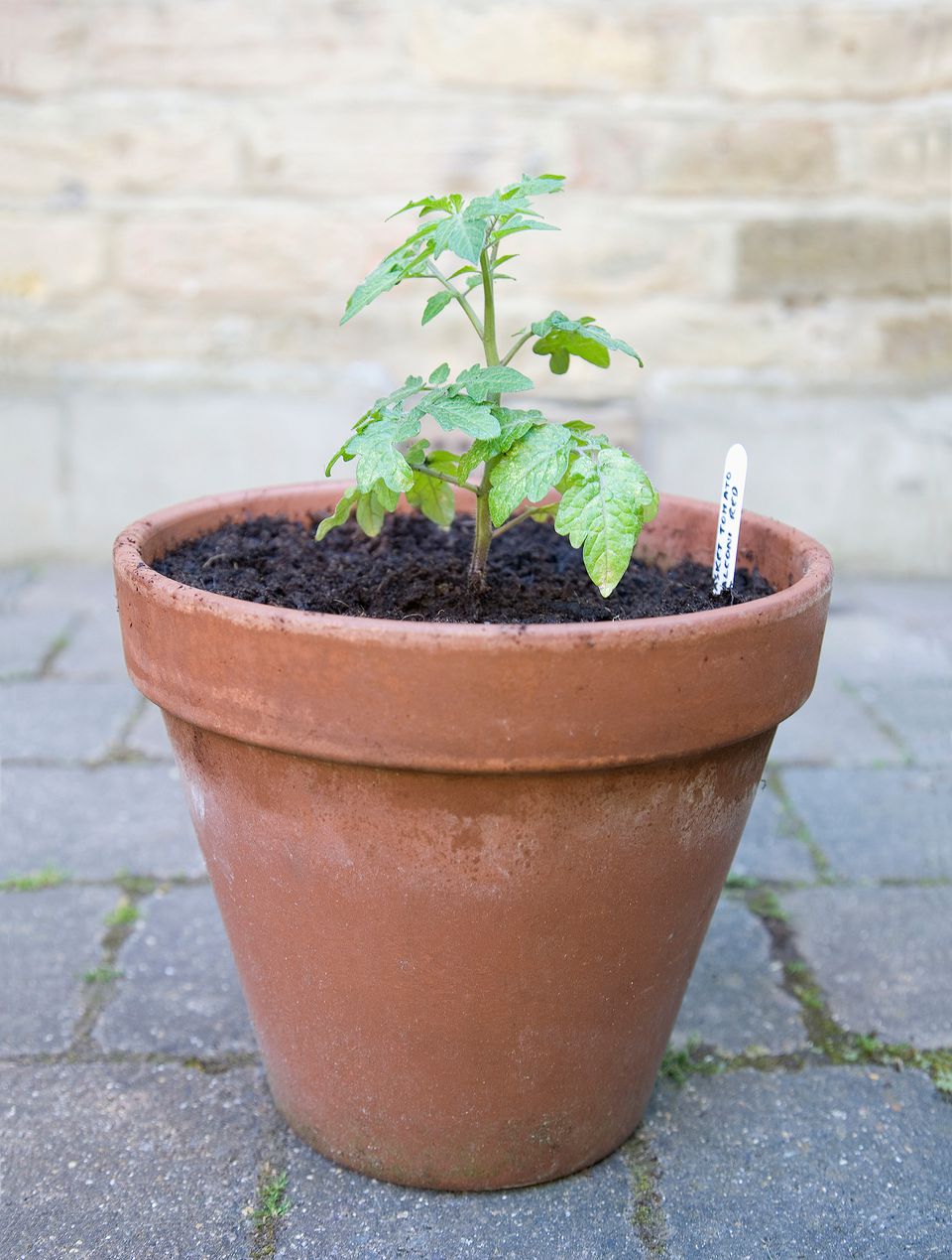 5 Tips for Growing Tomatoes in Containers