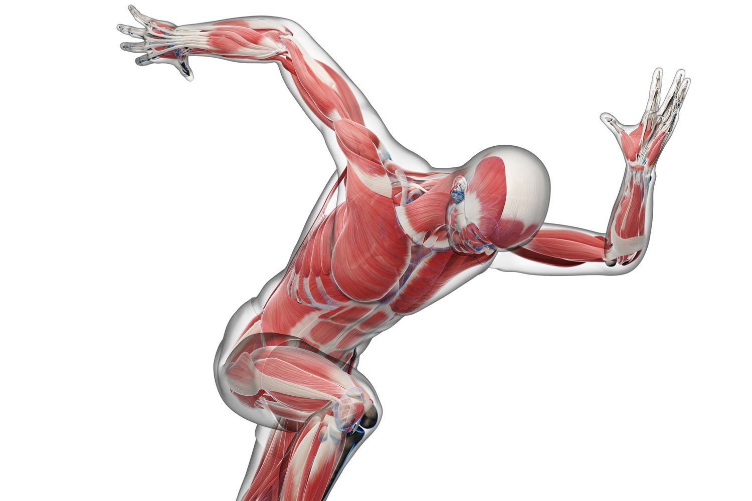 Biomechanics Overview And Applications