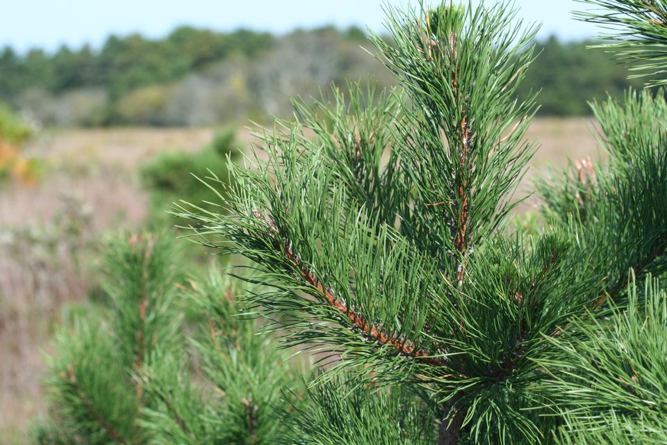 40 Pine Trees From Around the World