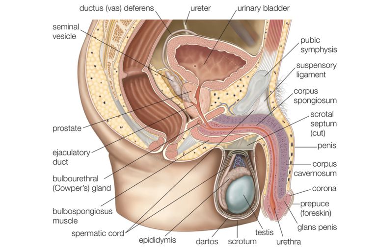 Male Sex Organs Diagram 67