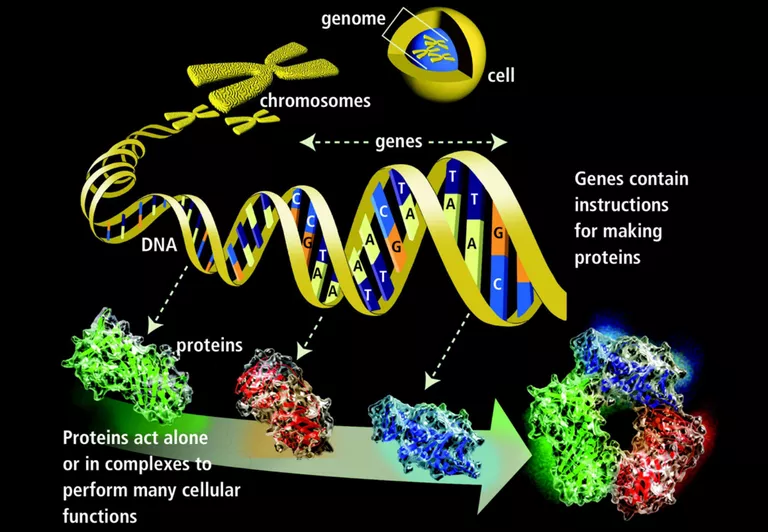 Genes and Proteiins