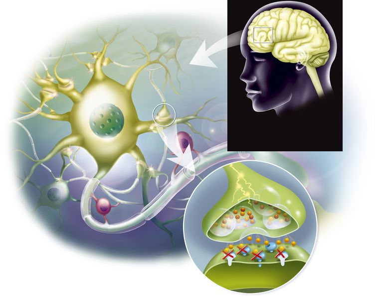 The Role Of Neurotransmitters